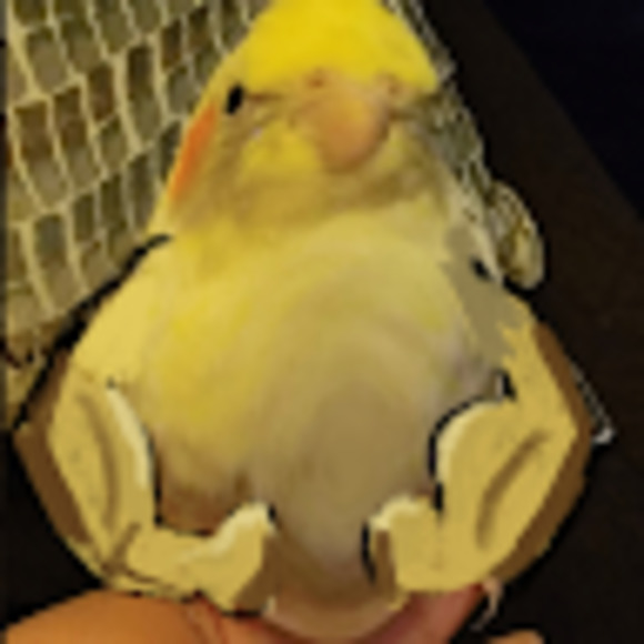 Meet your Posher, Chilli - Picture 1 of 1